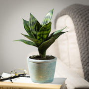 Potted Sansevieria