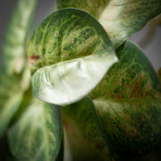 Variegated Caladium Bush