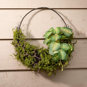 Variegated Caladium Bush