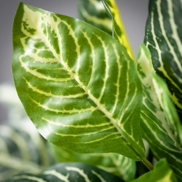 Zebra Variegated Bush