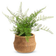 Potted Ferns in Basket, 15"