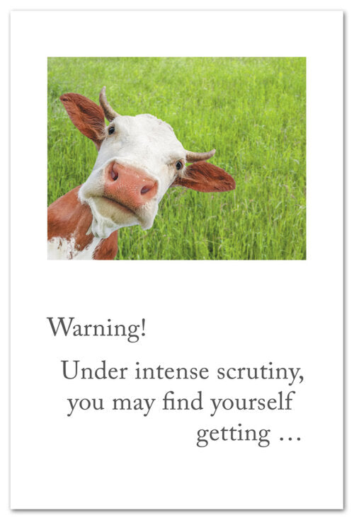 Intense Cow Stare Feel Better Card