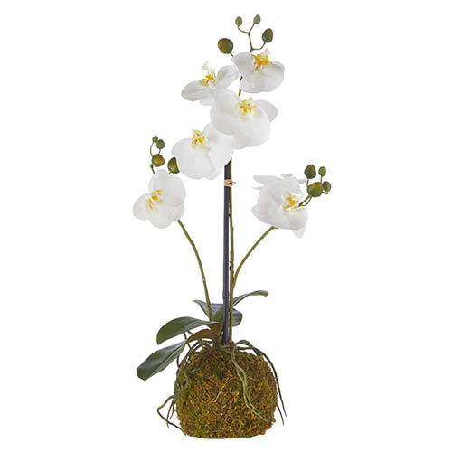 Real Touch White Orchid on Moss Ball, 23.75"