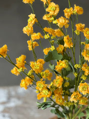 22" Petticoat Goldenrod Blooms