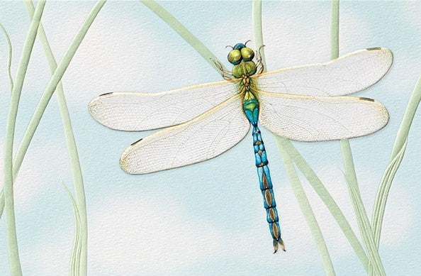 Green Darner Birthday Greeting Card