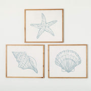 Shells Wall Art, 3 Styles