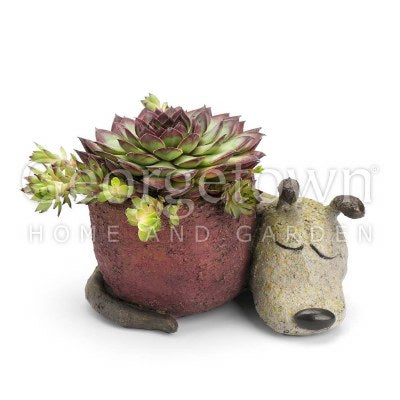 Dreamer Dog Planter