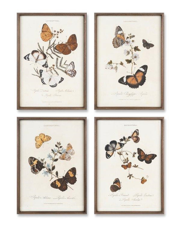 Butterfly Print B